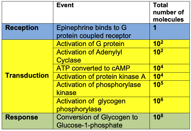 Data table of the "Total number of molecules" by "Event" divided into the three stages of cell signaling: "Reception", "Transduction", and "Response". By row: Reception has 1 "Event": Epinephrine binds to G protein coupled receptor, and 1 molecule. Transduction has six events. Activation of protein and activation of adenylyl cyclase both release 10 superscript 2 molecules. ATP converted to cAMP and activation of protein kinase A both release 10 superscript 4 molecules. Activation of phosphorylase kinase releases 10 superscript 6 molecules. Activation of glycogen phosphorylase releases 10 superscript 6 molecules. Response has one event: Conversion of glycogen to glucose-1-phosphate, which releases 10 superscript 8 molecules. 