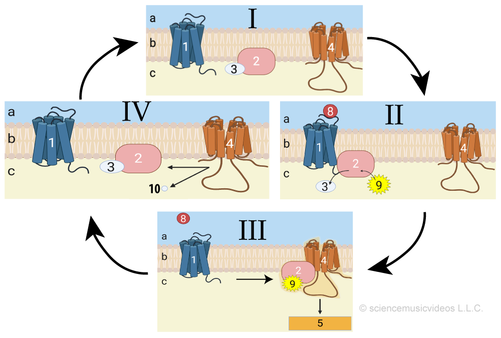 G protein coupled receptor diagram. Described under the heading 5a. Oncogenes.