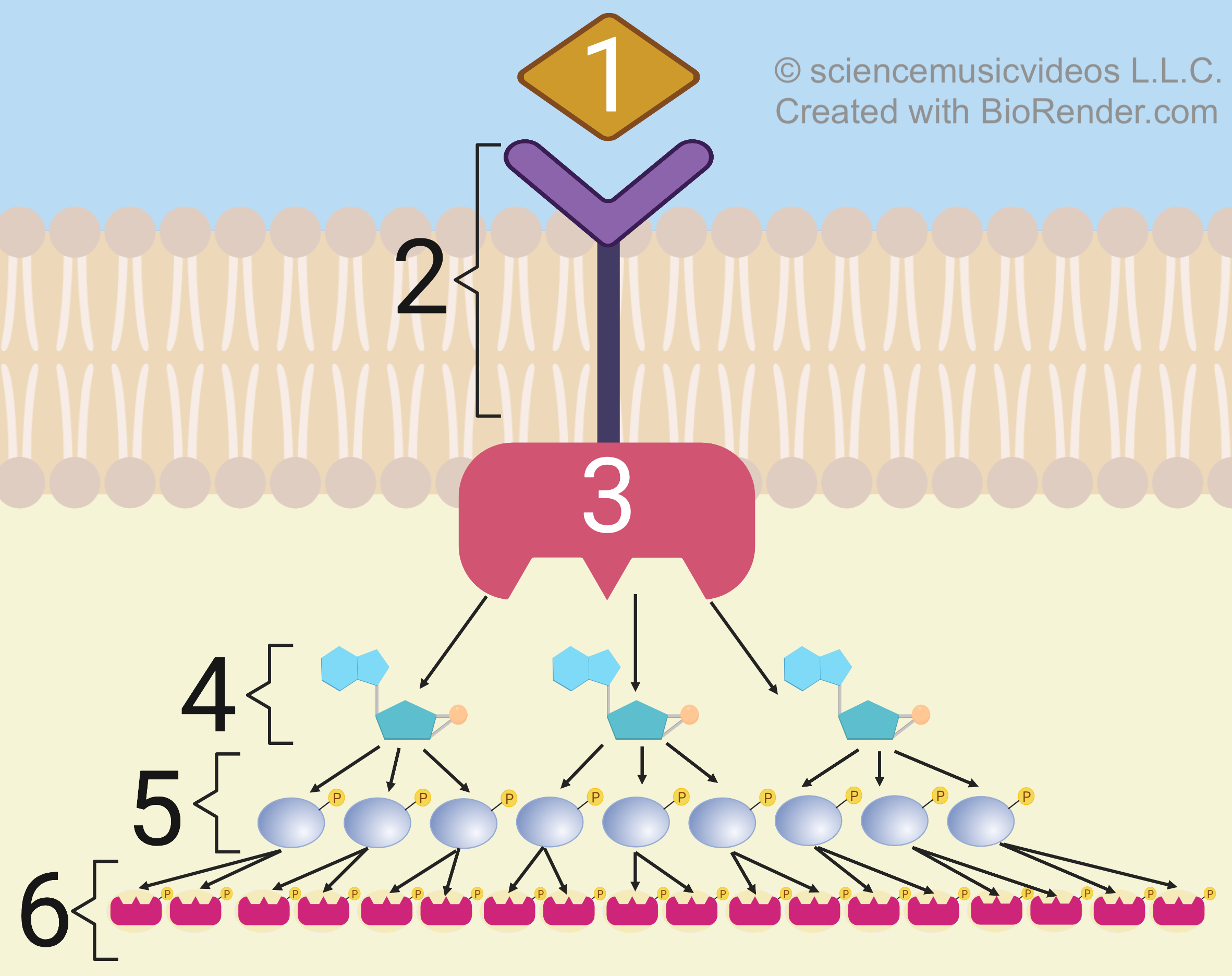 Simple phosphorylation cascade. Described under the heading 3. Signal Transduction through Phosphorylation Cascades Results in Signal Amplification.