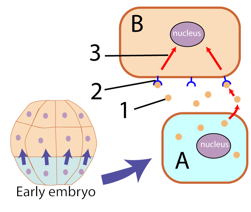 Described under the heading 5b. Paracrine Signaling.