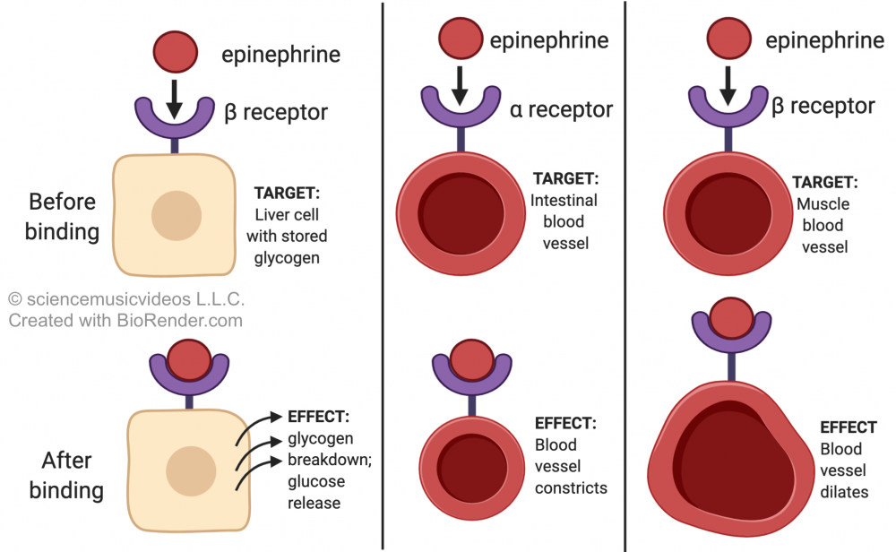 Three columns with different epinephrine pathways. Pathway 1: epinephrine binds to a Greek letter beta receptor on a liver cell with stored glycogen, resulting in glycogen breakdown and release of glucose. Pathway 2: epinephrine binds to Greek letter alpha receptor on an intestinal blood vessel, resulting in the constriction of the blood vessel. Pathway 3: epinephrine binds to Greek letter beta on a muscle blood vessel, resulting in the dilation of the blood vessel.