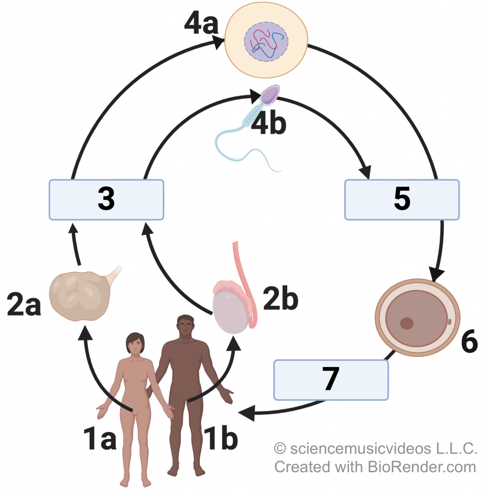 Adult female (1a) and adult male (1b). From 1a and 1b emerge organs 2a and 2b, respectively, then converge on box 3. From box 3, 4a shows a cell with a nucleus and 4b is a cell with a long tail. Both lead to box 5 and then onto combined cell 6. From 6, there is box 7 and then back to adult female (1a) and male (1b) humans.