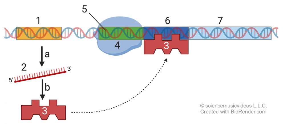 Described under the heading 3. The lac Operon.