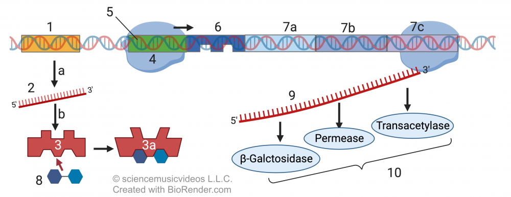 Described under the heading 3. The lac Operon.