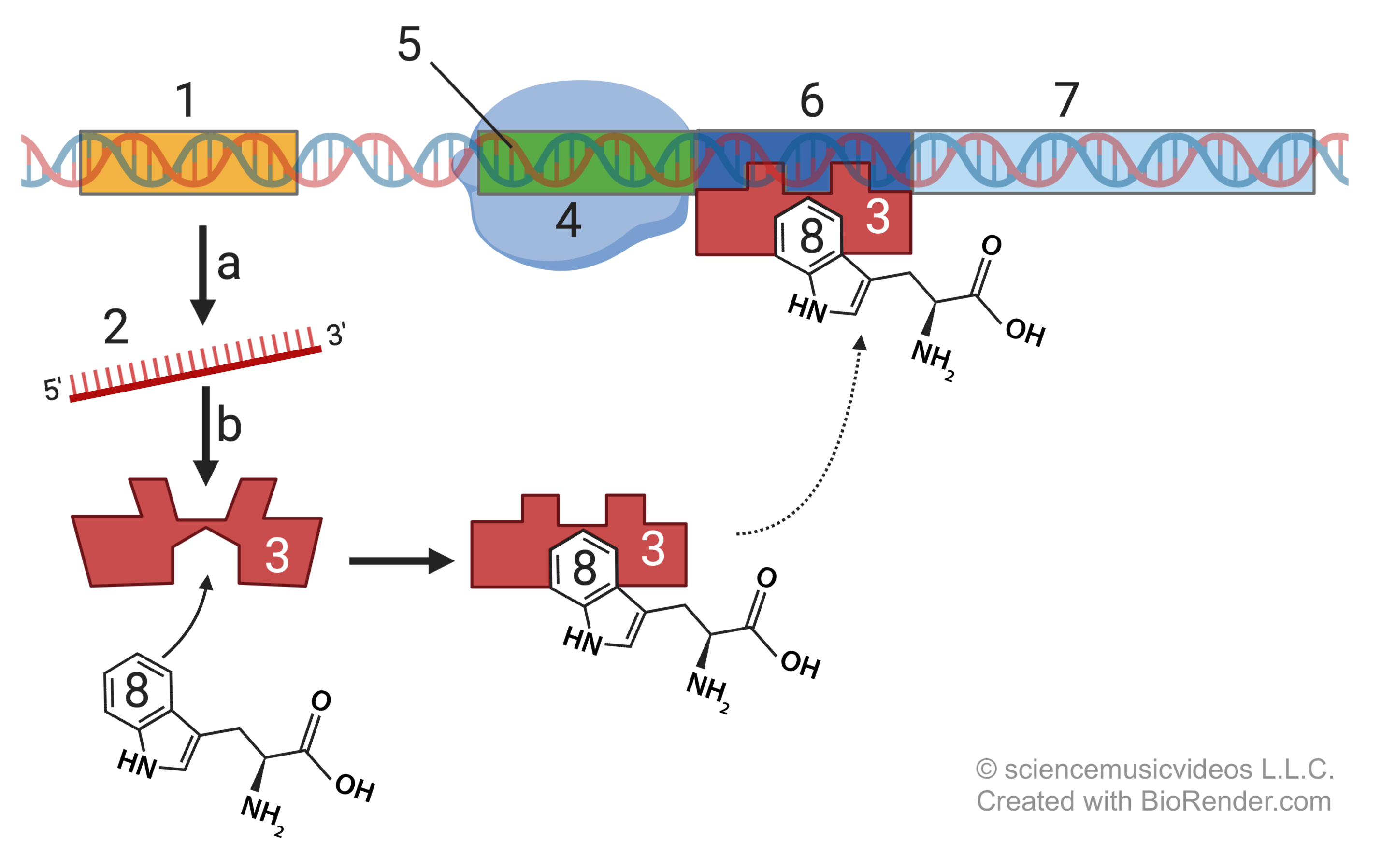 Described under the heading 6. The trp Operon.