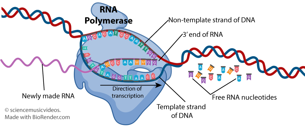 RNA polymerase facilitates transcription by binding to a promoter on the template strand of DNA. Transcription proceeds in the five prime to three prime direction. Free RNA nucleotides are used to synthesize the newly made RNA.