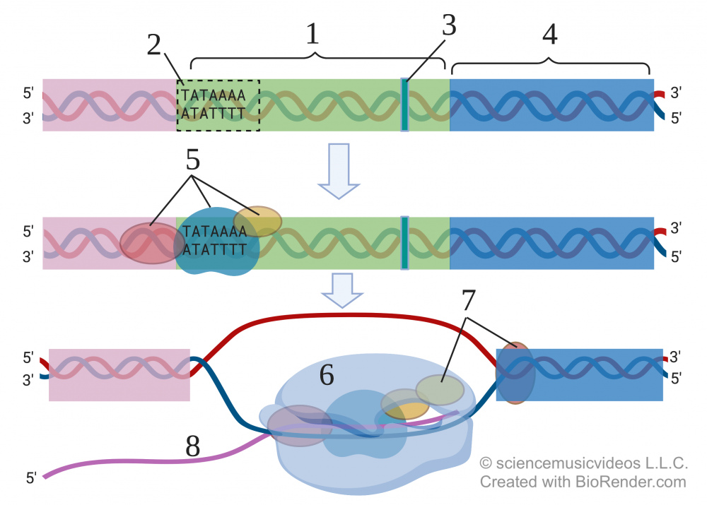 Model of eukaryotic transcriptional control. DNA has three colored segments in this order: pink, green (1) and blue (4). Stage 1: The green region (1) has a box with the top sequence TATAAAA (2). 3 is a blue vertical line near the end of 1. Stage 2: 5 is a three shapes that interact with 2. Stage 3: The green region now has separated strands to allow for large shape 6 to produce a single-stranded molecule (8) using the lower separated strand as a template. 7 labels two additional shapes interacting at the edge of 5 and 4.