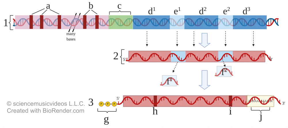 Described under the heading 4. Once eukaryotic DNA is transcribed, several steps are required before the RNA can be translated into protein.