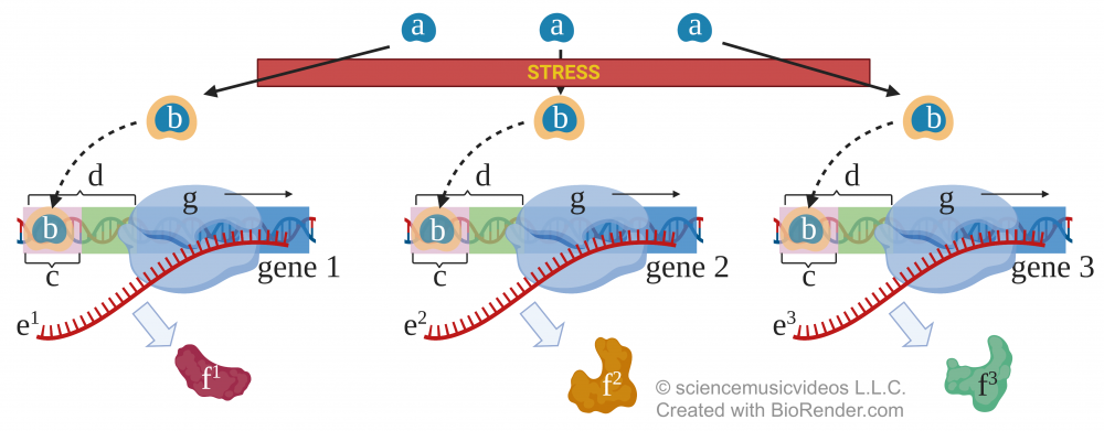Inactive transcription factors ("a") change to an activated form ("b"), which affects one of three genes. Each of these genes produces its own respective mRNA ("e") and protein ("f").