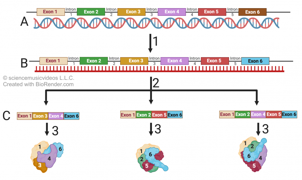 Described under the heading 4. Once eukaryotic DNA is transcribed, several steps are required before the RNA can be translated into protein.