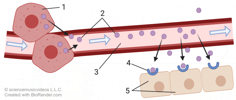 Diagram with two glands, bloodstream, and cuboidal cells. Described under the heading 5d. Long Distance (Endocrine) Signaling.