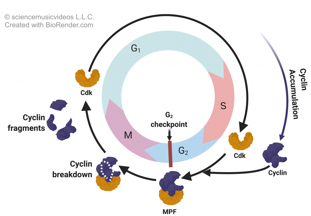 Cyclin concentrations over the cell cycle. Described under heading 4. Cyclins and cyclin-dependent kinases interact to regulate the cell cycle.