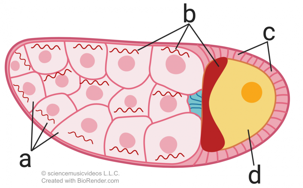 Drosophila follicle. One end contains nurse cells "a" which produce bicoid mRNA "b". Eggs "d" develop at the other end of the follicle.