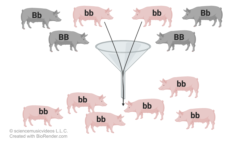 Illustration of gray pigs with genotypes of either two capital B's or one capital B and one lowercase b and pink pigs with two lowercase b's at the top of a funnel. The two pink pigs have arrows pointing down through the funnel, and the bottom population of pigs is all pink with two lowercase b's.