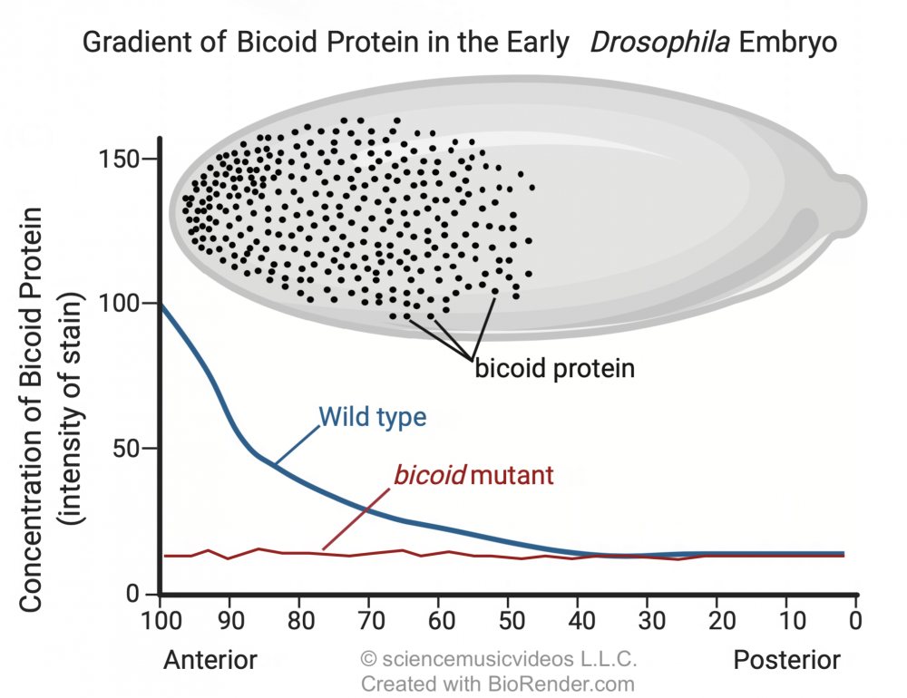 Graph titled "Gradient of Bicoid Protein in the Early Drosophila Embryo". X-axis goes from Anterior (100) to Posterior (0). Y-axis titled "Concentration of Bicoid Protein (intensity of stain)" goes from 0 to 150. Wild type starts at (100, 100), then steadily declines before flattening out around (40, 20). Bicoid mutant maintains a low concentration of bicoid protein around 20 throughout the embryo. A sketch of an embryo at the top of the graph shows many dots representing bicoid protein being concentrated at the anterior end.
