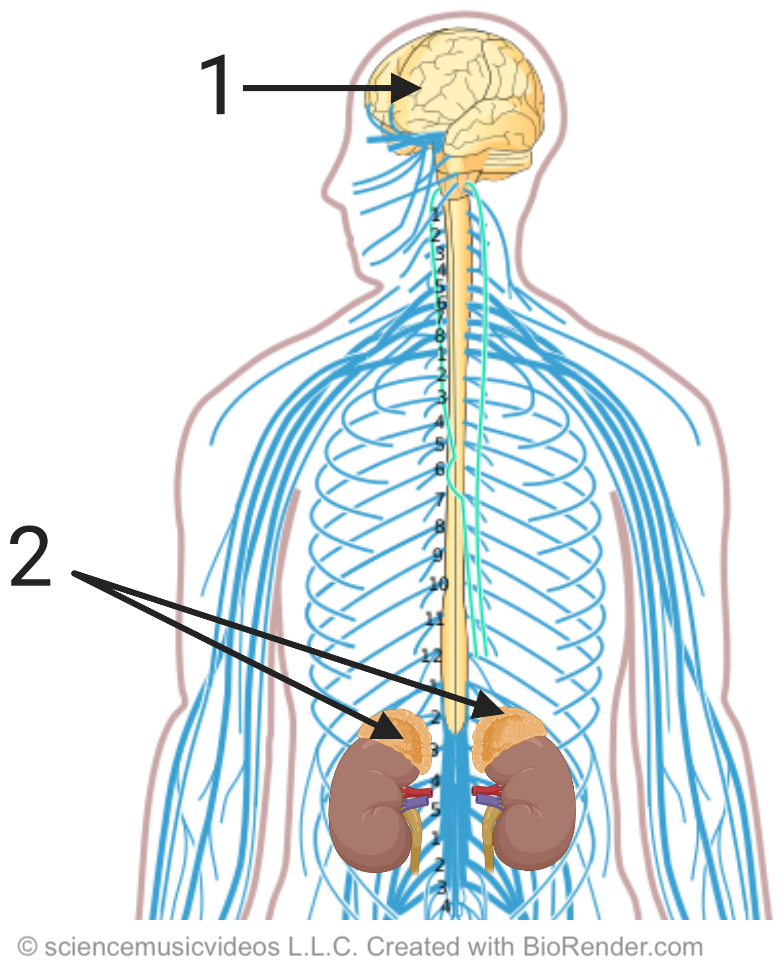 Diagram of nervous system of the upper half of a human body. 1 labels the brain, 2 labels the adrenal glands above the kidneys.