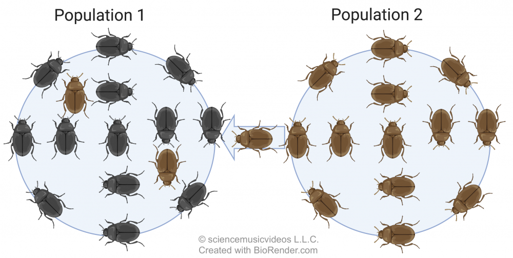 Population 1 has mostly black beetles in a circle with two brown beetles. Population 2 has all brown beetles. An arrow points from population 2 to population 1.