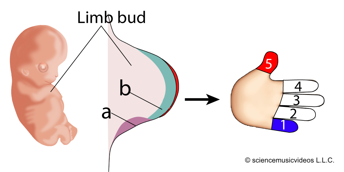 Fetus with a limb bud identified. Enlarged view of limb bud where some tissue ("a") at one corner secretes morphogens ("b") to other cells across the limb bud. This results in a hand with different fingers, numbered 1 to 5 from pinky to thumb.
