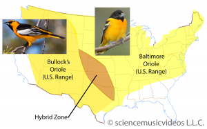 Map of the US showing the U.S. ranges of the Bullock's Oriole (pictured left) and the Baltimore Oriole (pictured center). The Bullock's Oriole is primarily in a strip from the northwest down to Texas. The Baltimore Oriole extends from Montana to the northeast and as far south as Louisiana. A dark orange hybrid zone primarily covering parts of Kansas, Oklahoma, and north Texas is marked.