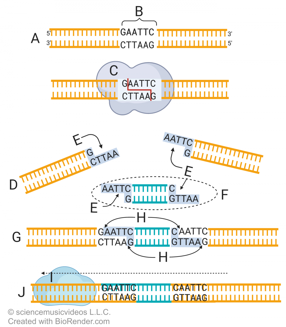 DNA strand "A" has segment "B" with bases GAATC on top and CTTAAG on bottom. Enzyme "C" cuts the DNA between the G and A bases on both strands of the DNA, producing two ends of DNA "E" that have some unpaired bases. Another segment of DNA with the same unpaired bases "F" then aligns with the first strand to form DNA "G" which now includes a new segment of DNA bonded together, though with a small gap "H" where the strands meet. An enzyme "I" moves along the strand and seals gaps to produce finished product "J".