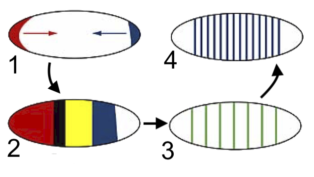 Oval 1 has red sliver on the left and a blue sliver on the right, each with arrows pointing toward the center. From left to right, Oval 2 has a thick red segment, a stripe of black, a yellow segment, a blue segment, and a white end. Oval 3 has a series of equidistant green stripes. Oval 4 has a series of equidistant blue stripes closer together than in Oval 3.