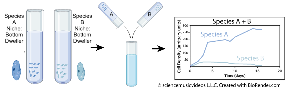 Stage 1: Two separate test tubes, one containing Species A and one containing Species B, both of which are bottom dwellers. Stage 2: Combining Species A and Species B into one test tube. Stage 3: Graph A + B shows cell density (arbitrary units) over time (days). Species A increases in cell density successfully while Species B barely increases and decreases to nearly 0 by day 15. (c) sciencemusicvideos L. L. C. Created with BioRender.com.