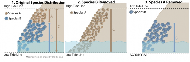 Three cross sections of an intertidal zone. 1. Original Species Distribution. Barnacle Species A grows from the high tide line down one-third of the rock. Barnacle Species B grows from the bottom edge of Species A down to the low tide line. Arrow C indicates the area from the high tide line all the way to the low tide line is where Species A would grow without Species B. 2. Species B Removed. Species A grows in range C: from the high tide line all the way to the low tide line. 3. Species A Removed. Species B grows in original range B: from about one-third down from the high tide line all the way to the low tide line. Modified from an image by the Bioninja.