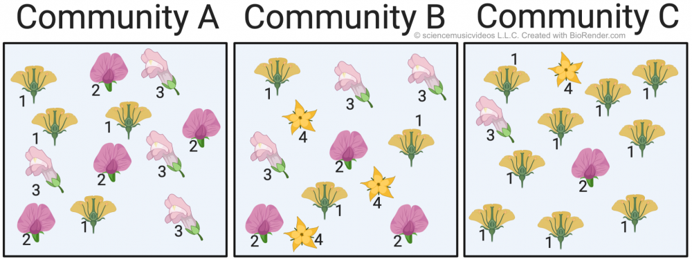 Comparison of three different flower species (1 = yellow, 2 = dark pink, 3 = light pink, 4 = star-shaped yellow) in three communities. Community A: Four of each species 1, 2, and 3. Community B: Three of every species (1, 2, 3, and 4). Community C: Nine of species 1 and one each of species 2, 3, and 4.