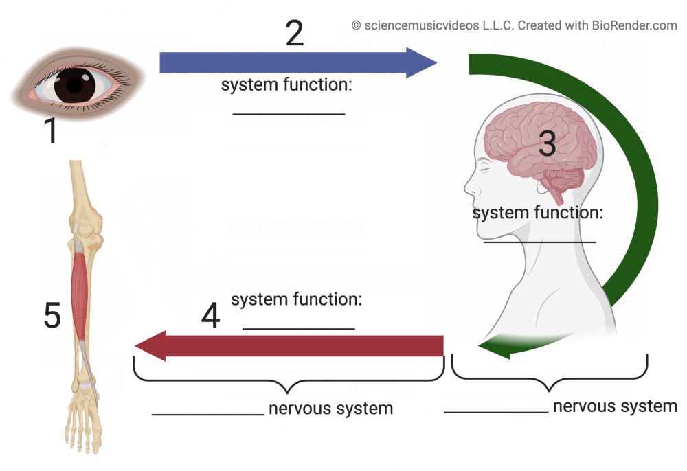 Neurons And Reflex Arcs Learn Biology