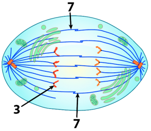Anaphase. Described under the heading 5d. Anaphase.