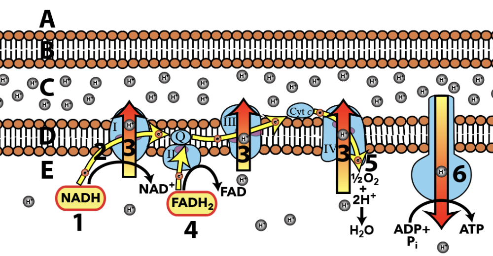 Lettered and numbered outer boundary of the mitochondrion. 1. NADH. 2. Electrons flowing down a gradient. 3. Proton pumps. 4. FADH subscript 2. 5. Reduction of water to oxygen. 6. ATP synthase. A. Cytoplasm. B. Outer membrane. C. Intermembrane space. D. Inner membrane. E. Matrix.