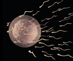 Many sperm approaching an egg.