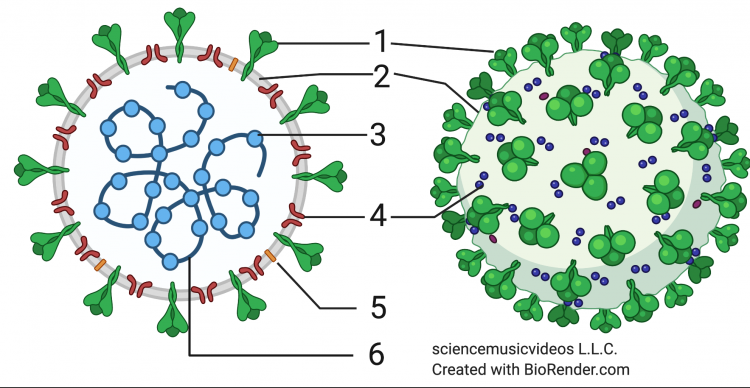 Side-by-side cut away (left) and whole (right) SARS-Cov-2 virus. Surface proteins "1" protrude externally from layer "2". Proteins "3" inside the virus contain single-stranded molecule "6". Additional proteins "4" and "5" are embedded in "2".