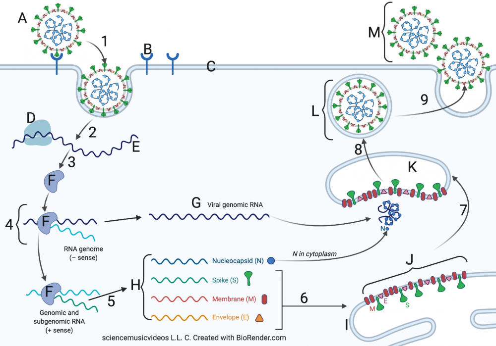 Described under heading 5. How does SARS-CoV-2 Infect Cells?