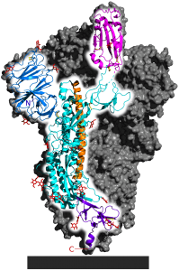 Rendering of spike protein including blue, pink, and purple portions that are largely beta pleated sheets with orange and cyan portions consisting mainly of alpha helices.