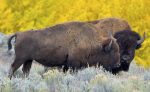 Two bison standing in a prairie.