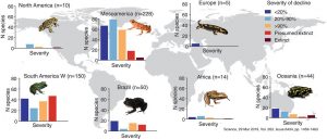 Multiple graphs showing the severity of decline (dark red = extinct, red = presumed extinct, orange = > 90%, light blue = 20-90%, and dark blue = <20%) of amphibian species across the world.  The areas are: North America (n=10), Mesoamerica (n=228), Europe (n=5), South America W (n=150), Brazil (n=50), Africa (n=14), and Oceania (n=44). By far, the most impacted regions are Mesoamerica and Souther America W, with significant declines in Brazil and some in Oceania. The other regions saw declines, but relatively much fewer.

Citation: Science, 29 Mar 2019, Vol. 263, Issue 6434, pp. 1459-1463.