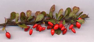 Small woody branch with small reddish-tinted green leaves and multiple small oblong red berries.