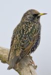 Bird with brown plumage and spots of yellow.