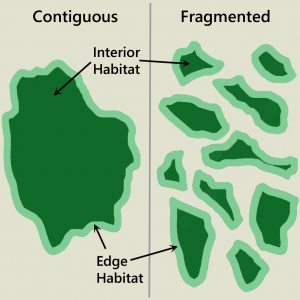 Comparison of contiguous and fragmented habitat. Contiguous habitat is one large area, the light green outer edge is edge habitat and the interior habitat inside is dark green. The fragmented habitat is broken into many pieces such that by area, the ratio of edge to interior habitat is greater.