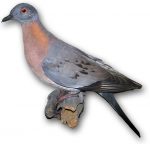 Pigeon with a gray head, peach-rimmed eye, peach neck, and gray wings with darker plumage at the edges and on the tail.