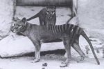 Black and white photo of two Tasmanian wolves with stiped hind sections.