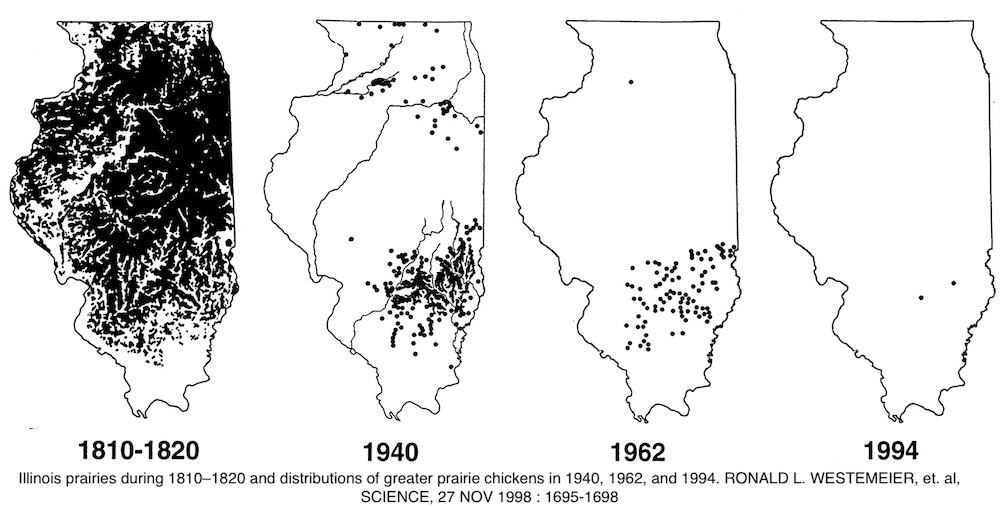 Illinois prairies during 1810-1820 and distributions of greater prairie chickens in 1940, 1962, and 1994. Ronald L. Westemeier, et. al., Science, 27 Nov 1998: 1695-1698. Distribution decreases greatly until there's only two dots in 1994 in the southern third.