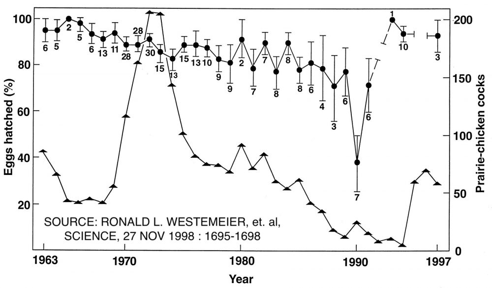 Graph of Eggs hatched (%) and Prairie-chicken cocks over the years 1963 to 1997. The graph for prairie-chicken cocks (represented by triangles) starts above 50 in 1963, decreases to 25, stays steady for a few years, and rises rapidly around 1970 to eventually hit a peak of 200. These numbers decline drastically after a few years and continue declining through 1994, when there's a small rise to above 50 by 1970. The percentage of eggs hatched stays above 80% for many years, though slowly and gradually declines, hitting a low point of just 40% in 1990 before increasing to above 80 by the latter half of the 1990s. The number of nests ranges from as low as 1 to as high as 30. The peak nests concur with the peak years for prairie-chicken cocks.
Source: Ronald L. Westemeier, et. al, Science, 27 Nov 1998: 1695-1698.