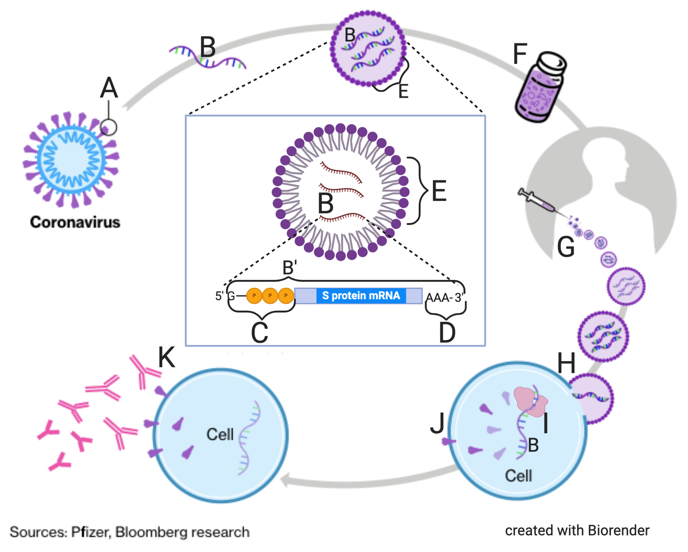 Understanding SARS-CoV-2 and COVID-19 (interactive ...