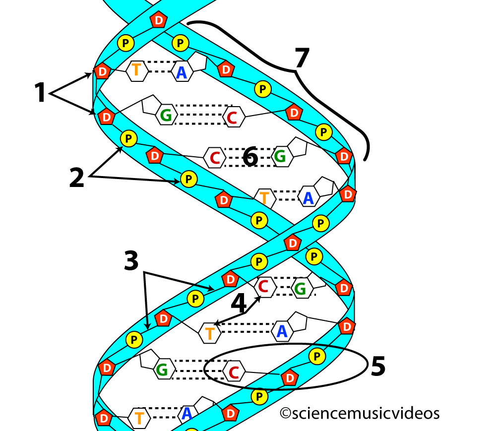 Diagram of DNA molecule with the number 6 label showing three hydrogen bonds between C (cytosine) and G (guanine) nucleotides in the center of the molecule.
