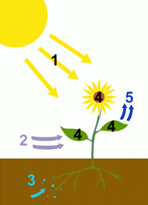 Diagram showing inputs (light energy, carbon dioxide, and water) and outputs (carbohydrate and oxygen) of photosynthesis. A yellow sun sends rays labeled "1" towards the flower ("4") of the plant. Lavender arrows labeled "2" point from air to the left of the plant towards its green leaves, also labeled "4". Blue water in the soil underground has an arrow labeled "3" pointing towards the roots of the plant. Dark blue arrows point from the leaves to the atmosphere and are labeled "5". Described under heading Idea # 3: Energy and Matter Flow, paragraph 1.