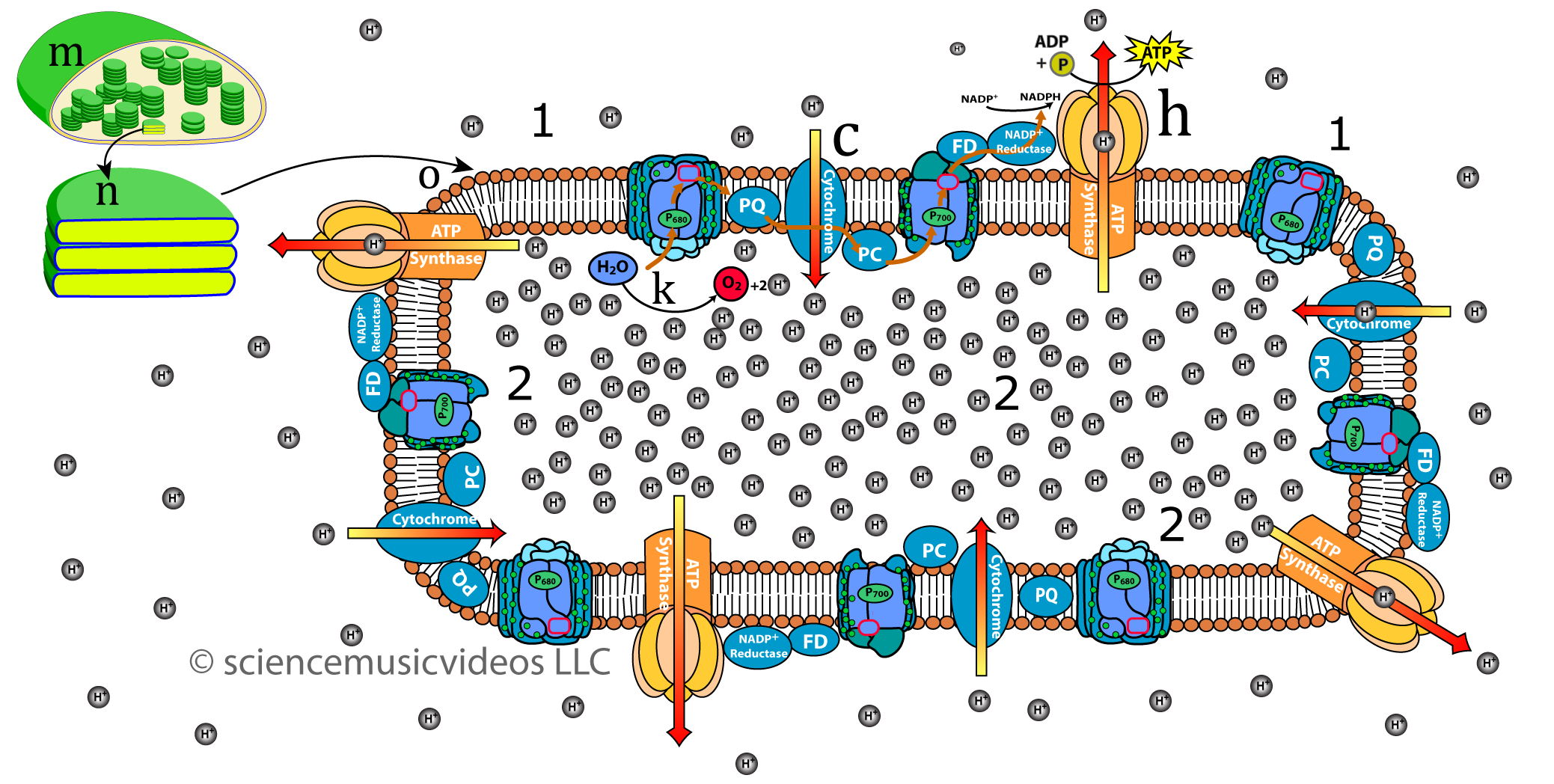 Diagram of photosynthesis at the thylakoid membrane level. The concentration of protons is much higher inside the thylakoid space compared to the stroma.
