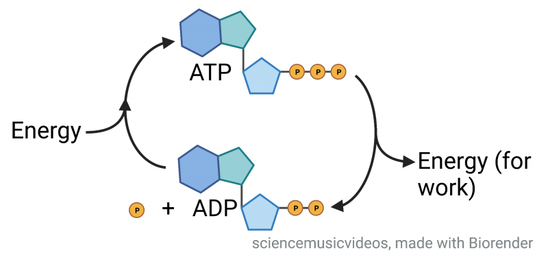 ATP-ADP cycle. 