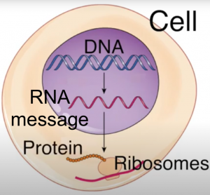 Diagram of a basic cell which shows the direction of information flow. Inside the nucleus, an arrow points from double-stranded "DNA" to single-stranded "RNA message". A second arrow points from "RNA message" out of the nucleus towards the "Protein" (polypeptide chain) emerging from the "Ribosomes".